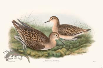 Gould Shore Bird 005